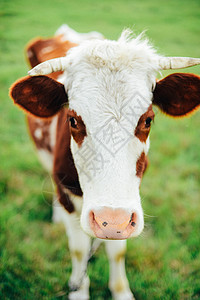 夏季牧场上的奶牛图片