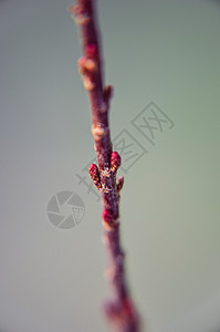 盛开的红柳枝红柳盐雪松春天关闭图片