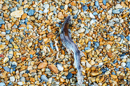 对死鱼和碎石海滩美丽的彩色宝石海浪冲洗石头背图片