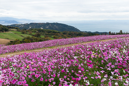 波斯菊农场在秋天日本背景图片