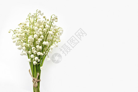 白色背景上的铃兰花图片