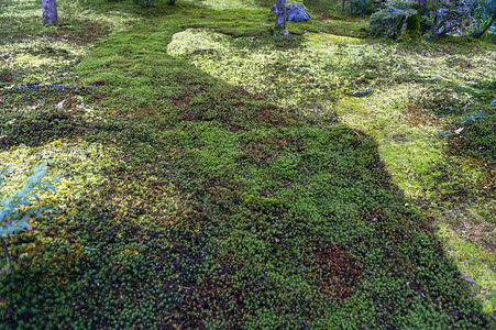 绿色星苔纹理背景覆盖的花园地面图片