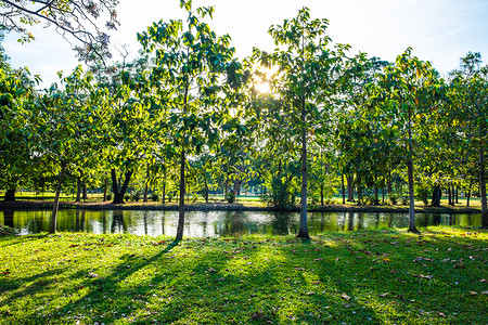 绿色草坪甸与树和池塘日落图片