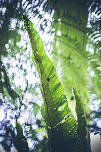巴厘岛热带植物图片