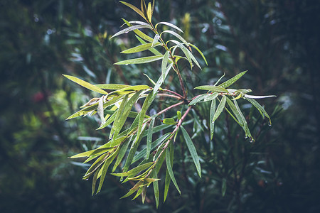 巴厘岛热带植物图片