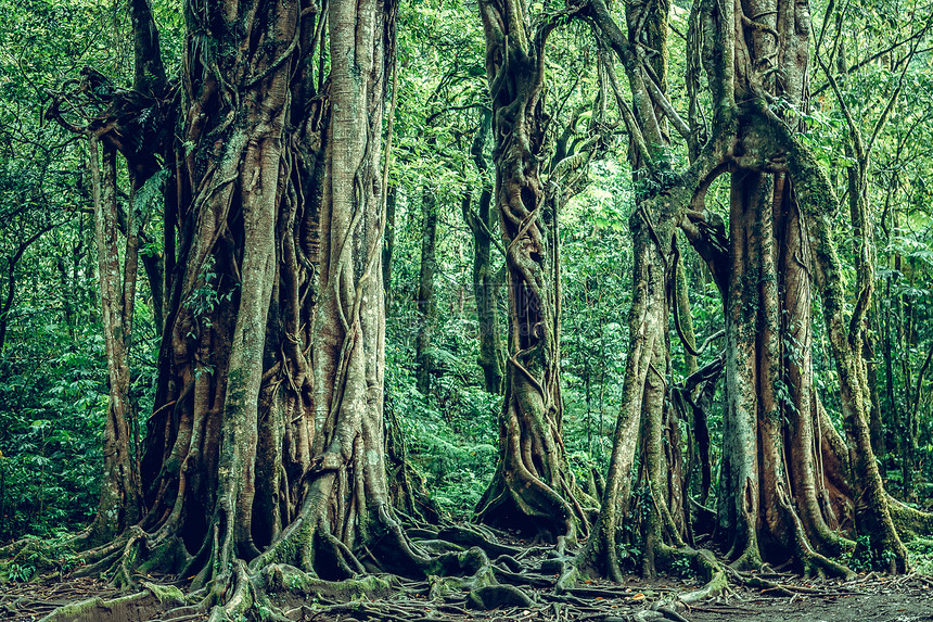 巴厘岛热带植物图片