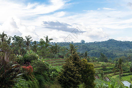 异国情调的热带景观巴厘岛的热带雨林丛图片