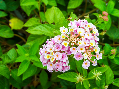花园中花朵的花朵棕色粉红白图片