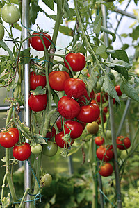 温室中的红色拉长西红柿背景图片