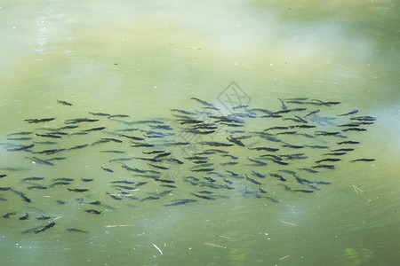 一大群幼年鲶鱼在淡水中游泳高清图片