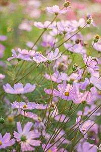 花园中粉色白色紫色和红色的宇宙花图片