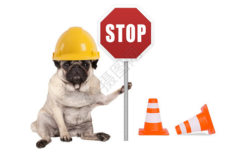 带黄色建筑工匠安全头盔和电杆上红站标志的狗图片