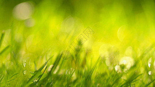 绿草和太阳的美丽自然背景春月和清晨的季节概图片