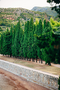 黑山柏树的绿枝米洛瑟公园图片