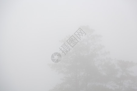 一棵雨雾所隐藏的树图片