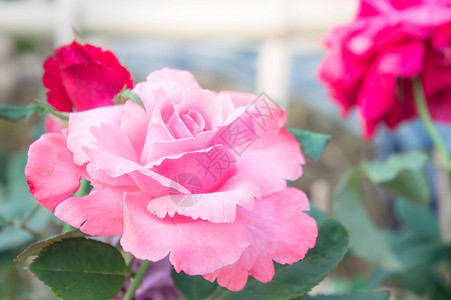 花朵的粉红玫瑰花在花园古代风格图片