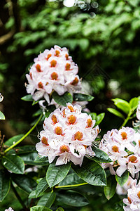 位于拉什绿园的辉煌Rhododendendrons和A图片