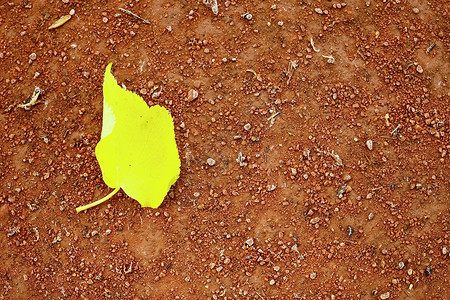 黄桦叶网球场干浅红色碎砖表面柔软效果背景图片