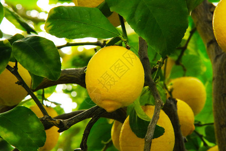 柠檬树自然黄色背景背景图片