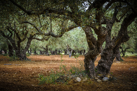 用于生产橄榄的橄榄树种植场下的红土图片