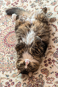 猫仰卧在地毯上特写图片
