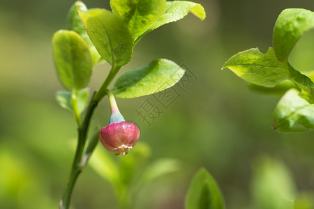 低视角下鲜叶间的粉红蓝莓花图片