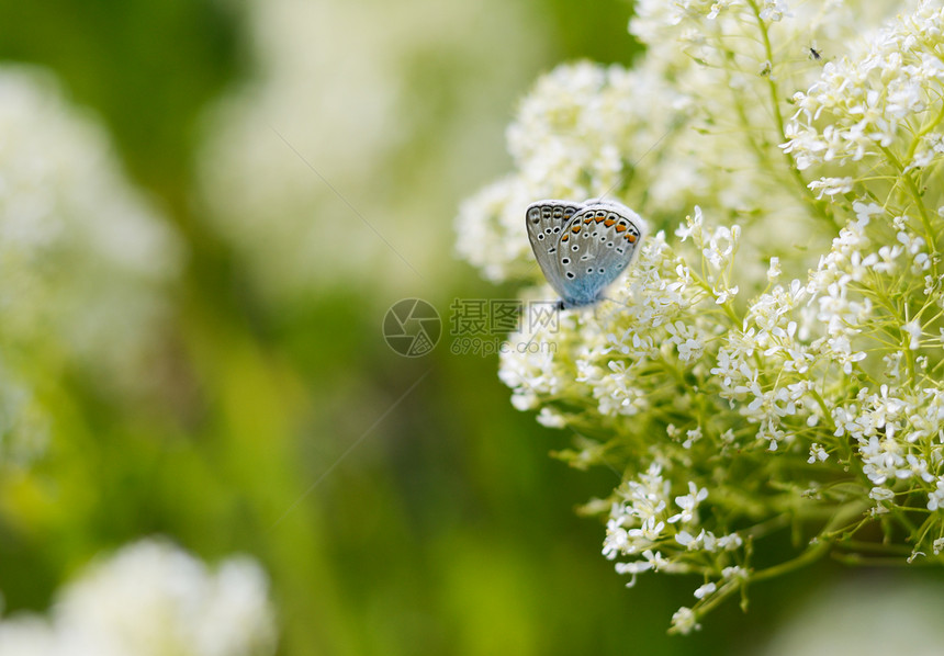 美丽的蓝色小蝴蝶图片