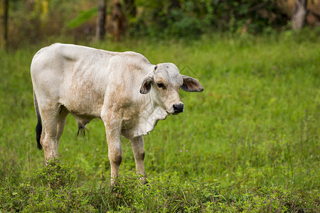 白牛在自然背景上的图片