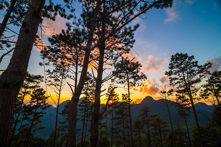 黄天云山夕阳上的锡卢阿特树图片