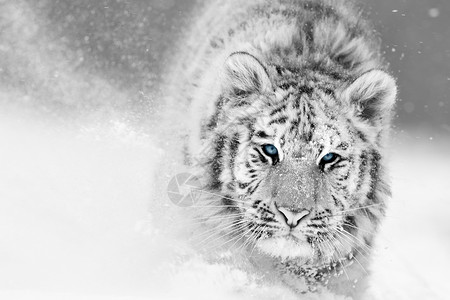 西伯利亚虎的艺术黑白照片图片