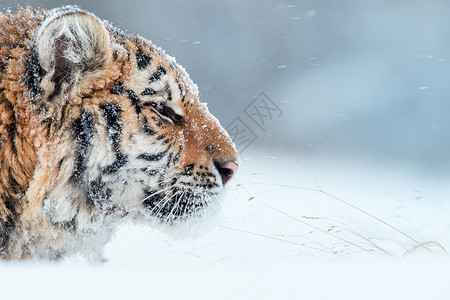 西伯利亚老虎Pantheratrigrisaltaica的近距离肖像图片