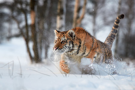 将西伯利亚虎Pantheratigrisaltaica在深雪中奔跑冬季景观中的年轻雄寒风凛冽背景