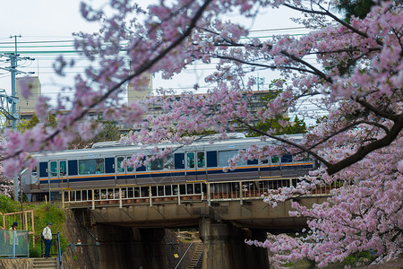 以樱花为背景的日本观光列车图片