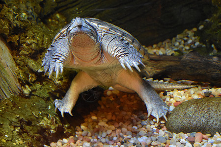 水族馆里的海龟背景图片