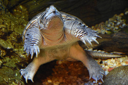 水族馆里的海龟背景图片