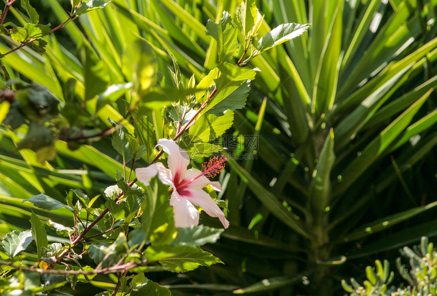 克里特岛上的一些特有植物图片