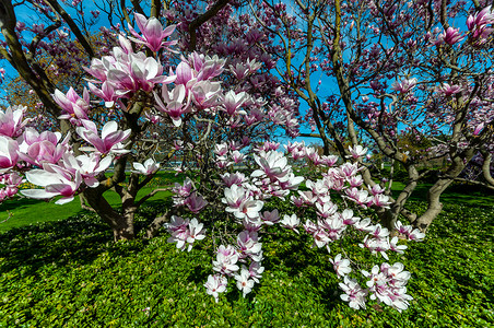 加拿大安略省尼亚加拉瀑布镇Magnolia树开花的图片