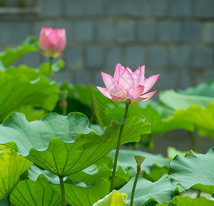 睡莲或花在水中纯洁的象征图片