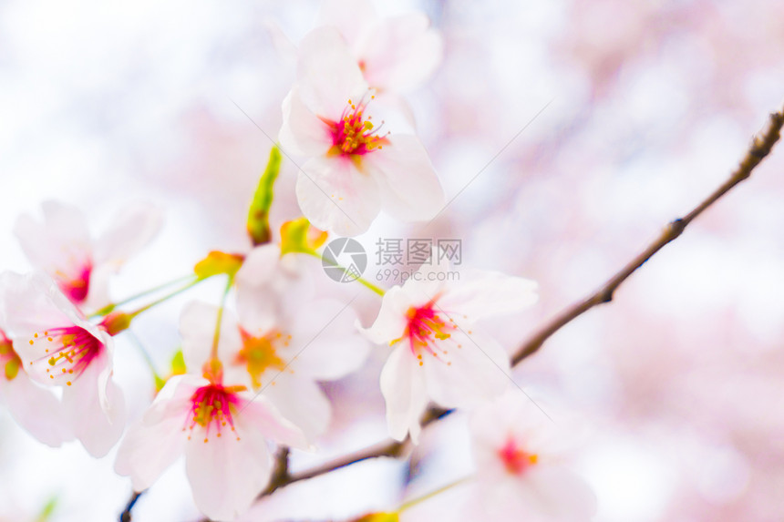 春时在天上的树枝上美丽的樱桃花图片