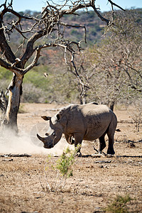 非洲南部Kruger野生物自然保护区和野犀图片