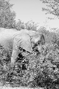 南非洲Kruger野生动物自然保护区和野图片