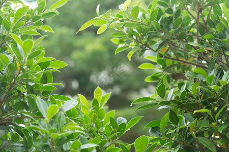在自然背景中绿光bokeh的树图片