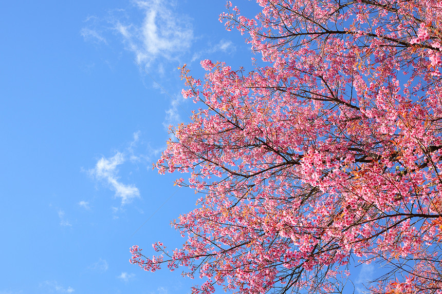 美丽的粉红樱花朵开花蓝图片