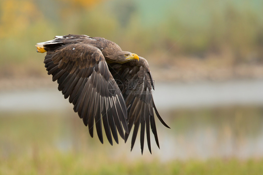 这种大型鹰在北欧和亚洲北部繁殖图片