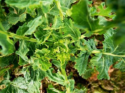 幼油菜Brassicanapus图片