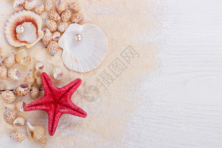 沙子暑假背景上的贝壳图片
