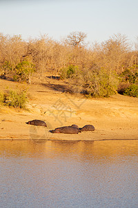 在非洲南部Kruger野生动物自然保护区和野生河图片
