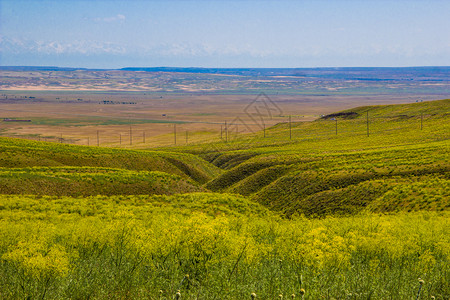 春天盛开的黄色草原哈萨克斯坦图片