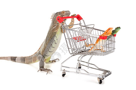 Iguana带购物车的Iguana与图片