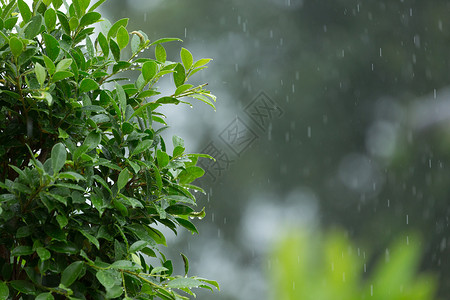 落在绿叶树上的雨滴自然本底图片